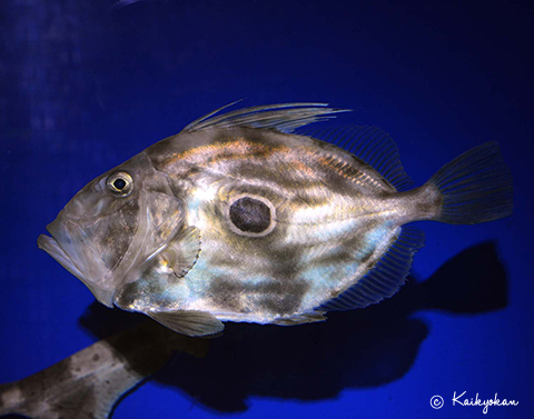 高級魚 マトウダイ とは 食べ方は刺身が一番 味わい 旬 捌き方など紹介 ちそう