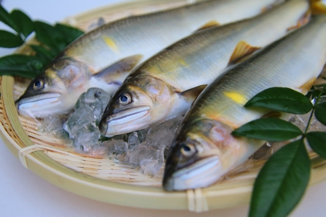 川魚 鮎 は刺身で食べれる 寄生虫の危険性は 冷凍保存の仕方も解説 ちそう