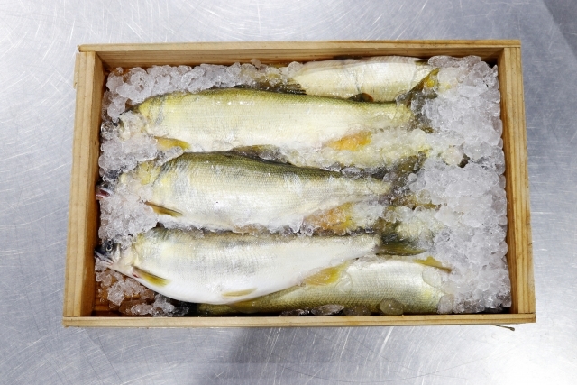 川魚 鮎 は刺身で食べれる 寄生虫の危険性は 冷凍保存の仕方も解説 ちそう