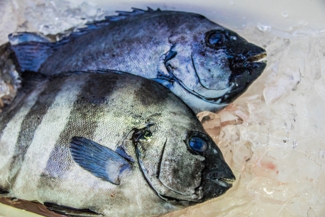 高級魚 石鯛 の美味しい食べ方は 味はうまい レシピのおすすめを紹介 ちそう