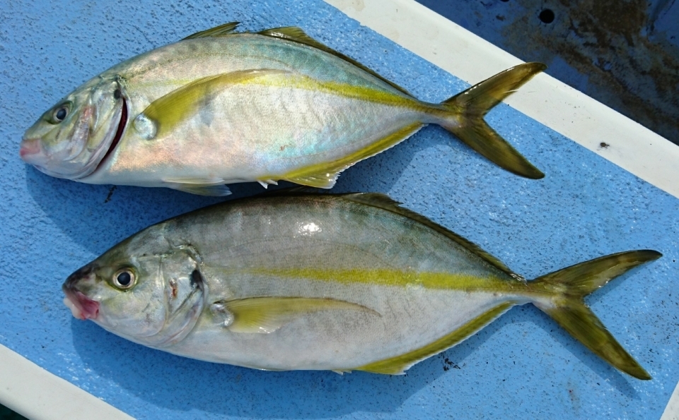 高級魚シマアジとは アジとの違いは 値段 産地や刺身など食べ方のおすすめも紹介 ちそう