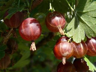 スグリとは カシスと違う果物 種類 花言葉や美味しい食べ方も紹介 ちそう