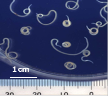 シーバス スズキ の刺身は寄生虫と雑菌に注意 美味しく食べる方法も紹介 ちそう