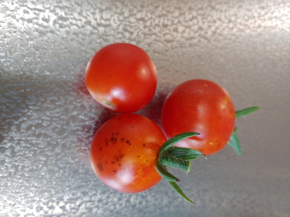 トマトの黒い斑点 部分ができる原因は 食べられる カビとの見分け方も紹介 ちそう