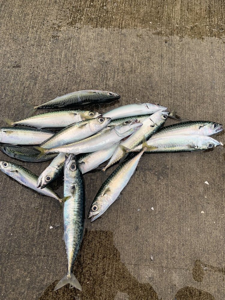 魚へんに青 鯖 と書いて何と読む 意味 由来や他に魚へんがつく漢字は ちそう