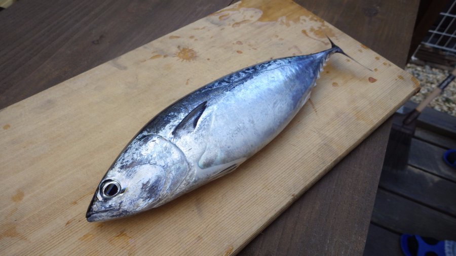 魚へんに青 鯖 と書いて何と読む 意味 由来や他に魚へんがつく漢字は ちそう