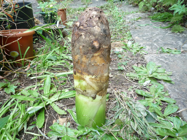 たけのこ芋に毒はある 食べたら口がピリピリしびれる原因と対策を紹介 ちそう