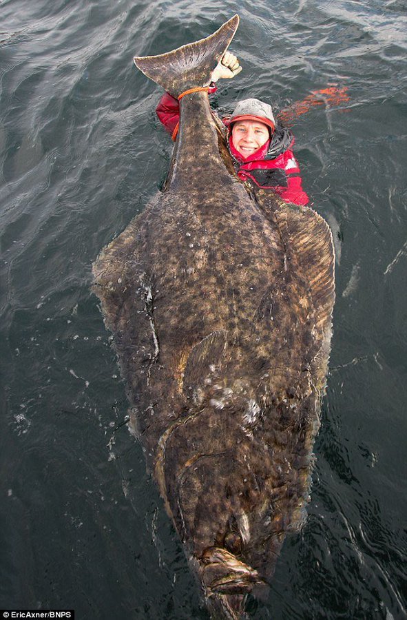 巨大魚 オヒョウ とは 最大4m越え 刺身の味わいや料理レシピも紹介 ちそう
