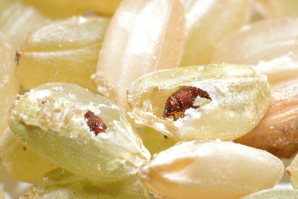 米びつにダニっぽい茶色の虫が 食べれる 危険 駆除 予防法を解説 ちそう