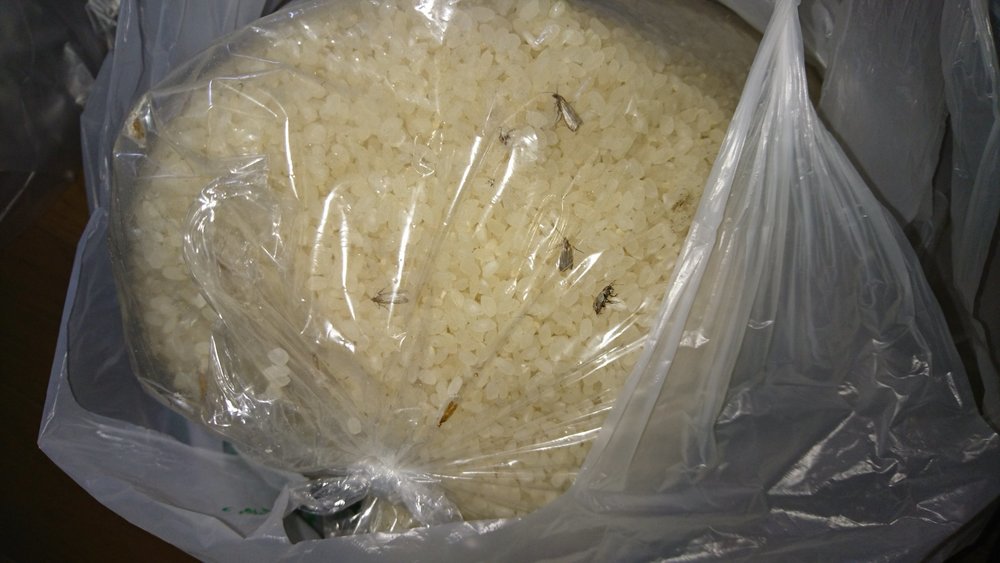 米びつにダニっぽい茶色の虫が 食べれる 危険 駆除 予防法を解説 ちそう