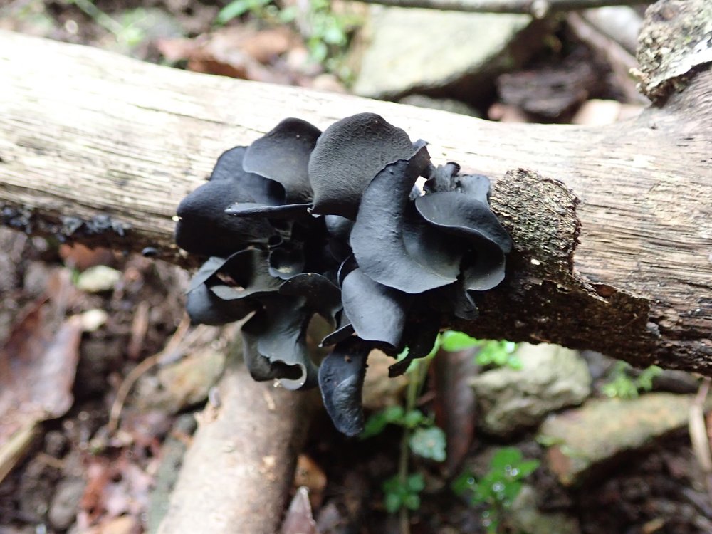 きくらげは天然の毒性に注意 似た毒キノコとの見分け方も紹介 ちそう