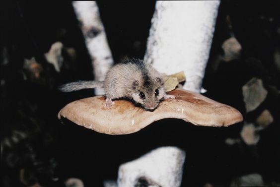 サルノコシカケは毒性あり 食べるのng 見分け方や種類など紹介 ちそう