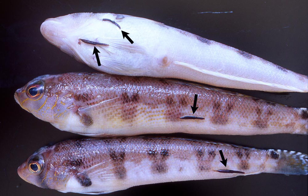 キジハタ アコウ の刺身に寄生虫はいる アニサキス 食中毒の危険について紹介 ちそう