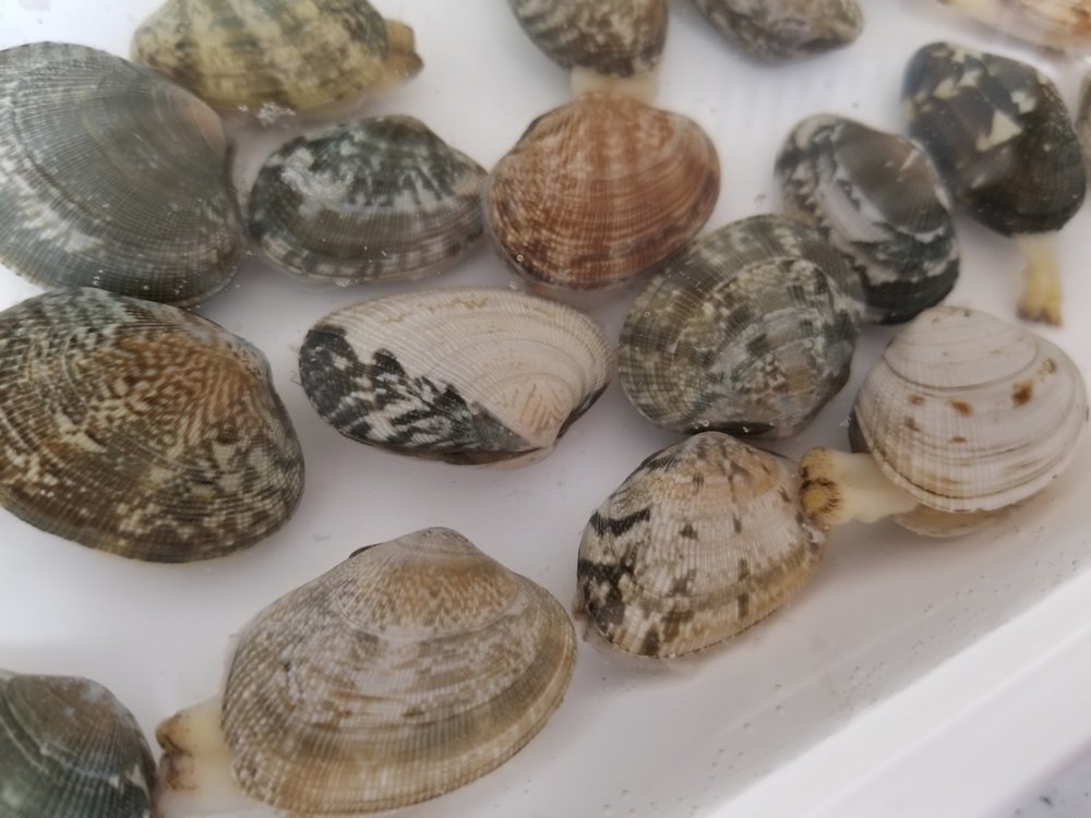 あさり と はまぐり の違い 見分け方は 味 大きさなど比較して紹介 ちそう