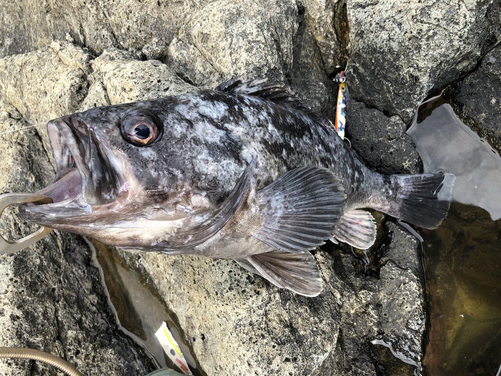 カサゴに似た魚は多い 毒持ちの種類も 違い 見分け方を紹介 ちそう