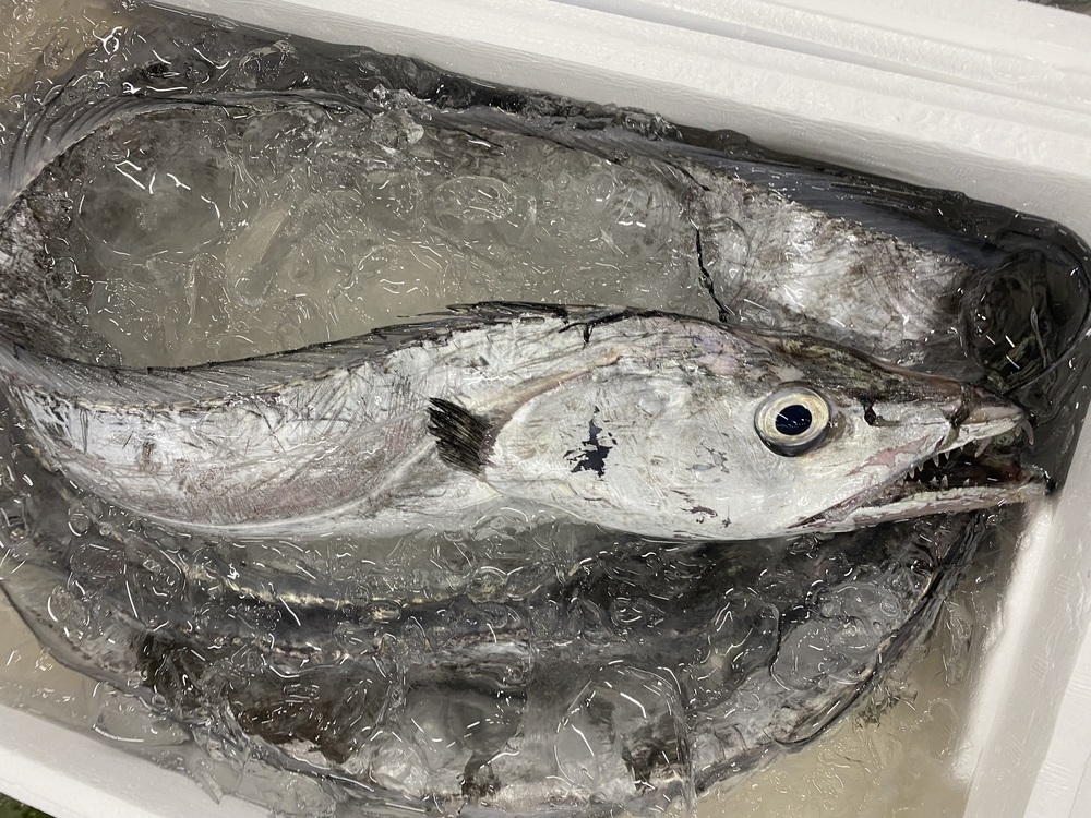 太刀魚に寄生虫アニサキスはいる 確率や症状は 加熱すれば対策できる ちそう