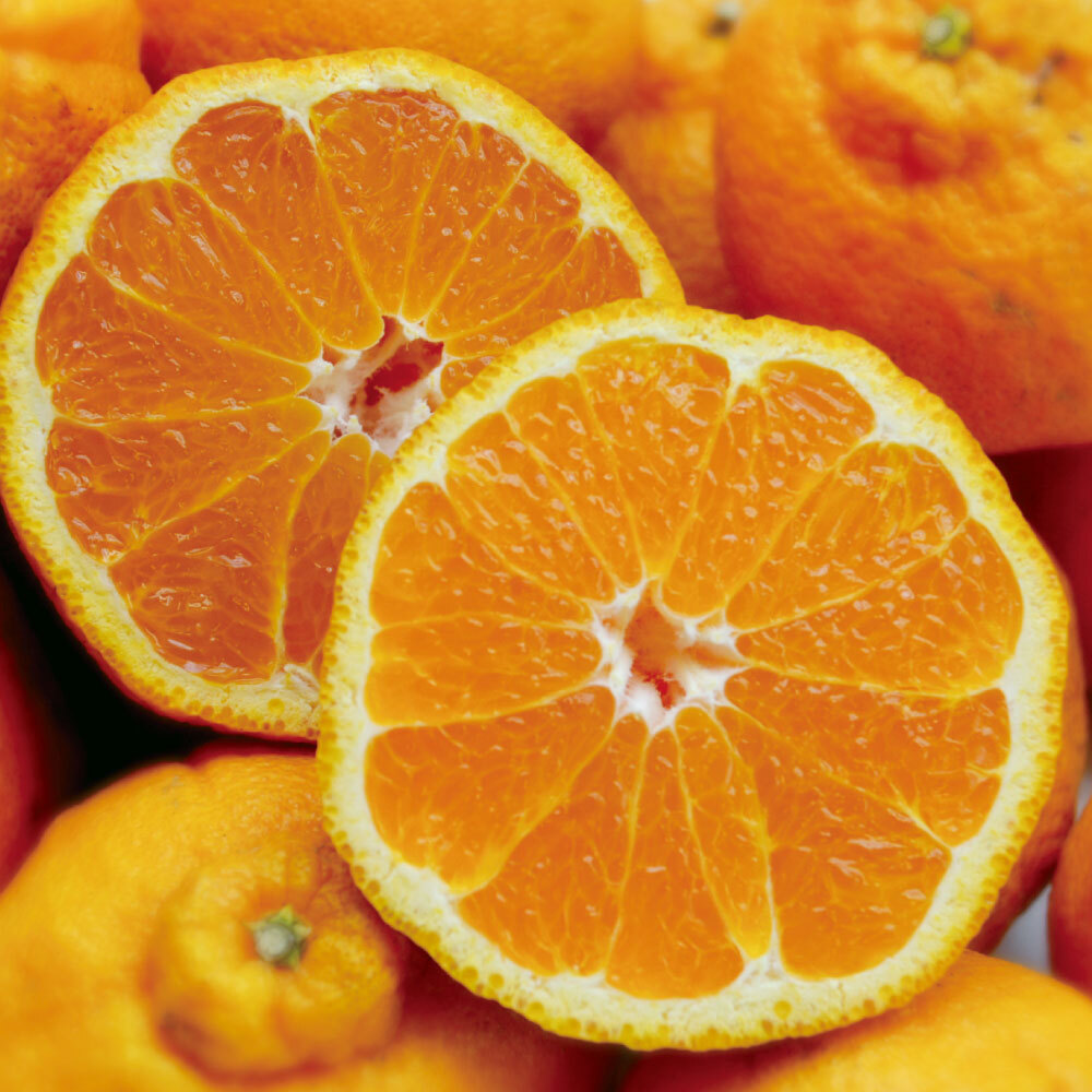 【4月お届け】 熊本産 「デコポン」 2.5kg