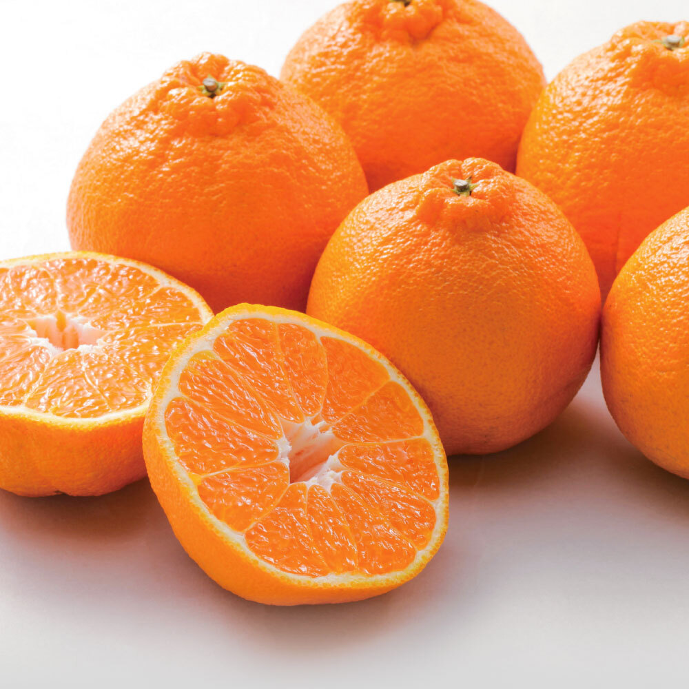 鹿児島産 紅デコポン 「大将季（だいまさき）」 3kg