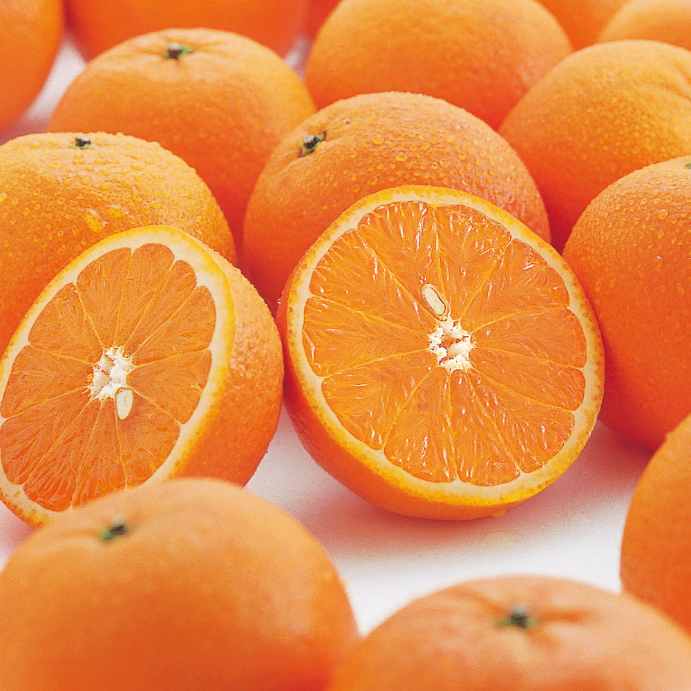 鹿児島・南さつま産 「たんかん」秀品 4.9kg【2月下旬〜3月上旬頃お届け】