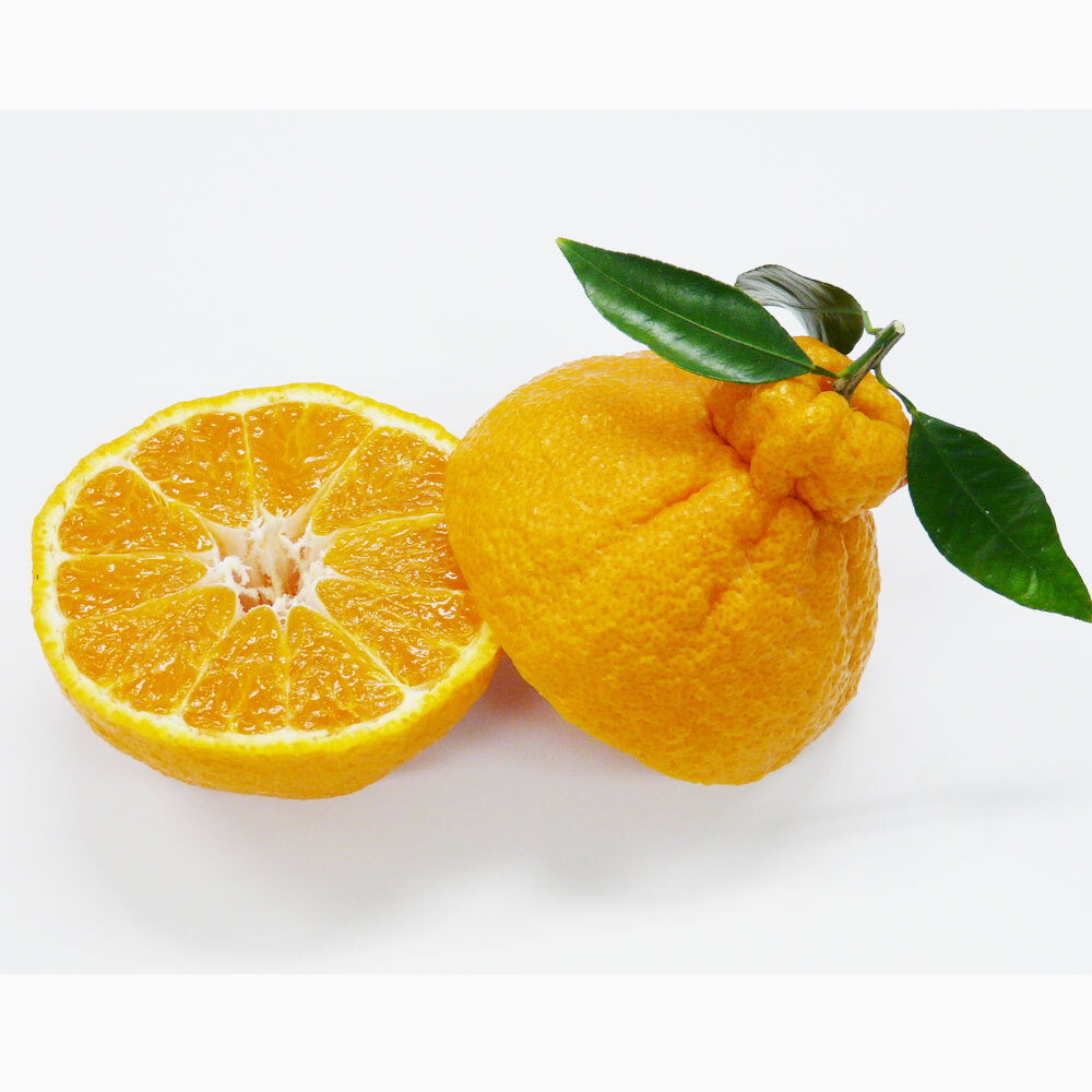 広島産 自然熟葉付「デコポン」 3kg【3月中旬〜3月下旬頃お届け】