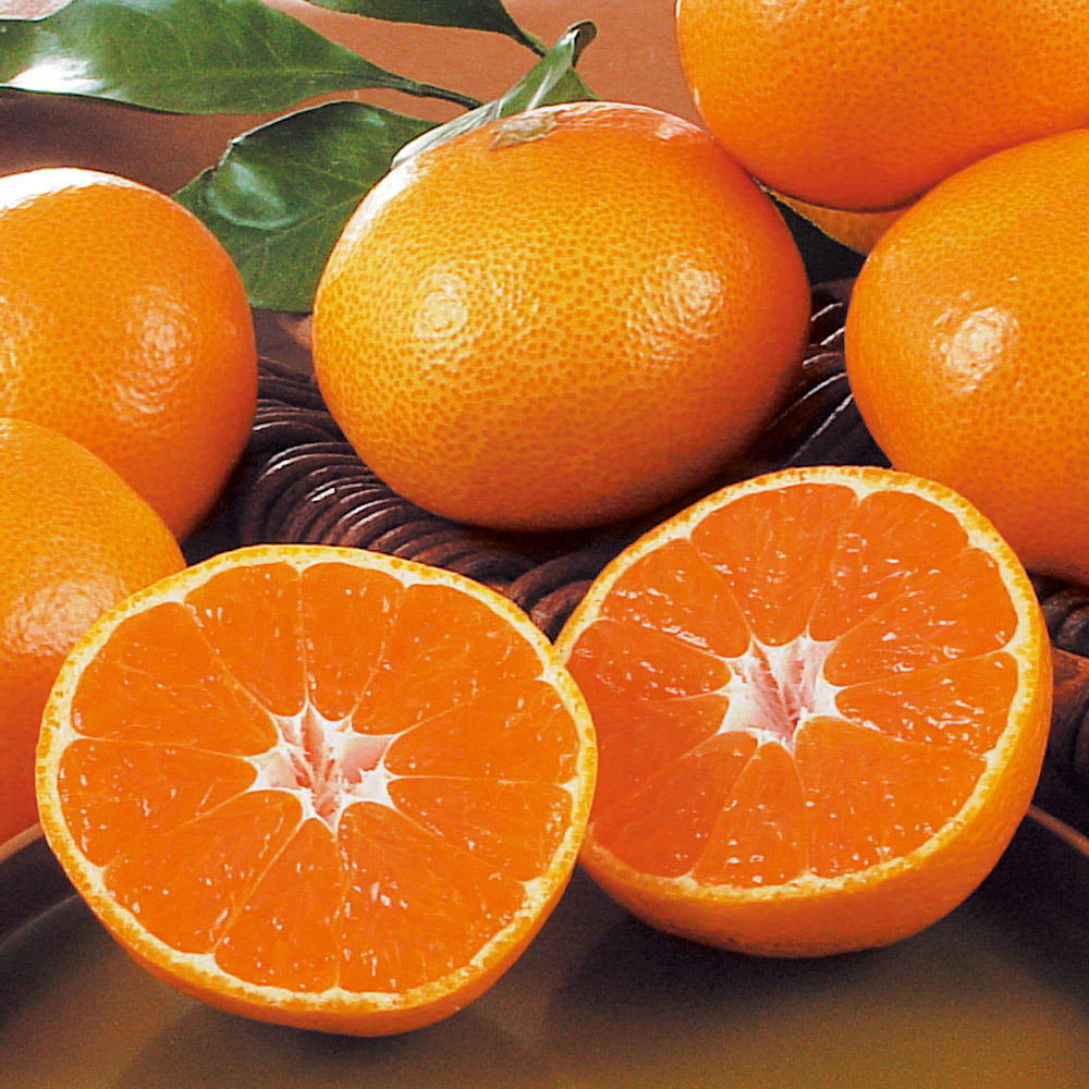 愛媛・西宇和川上産 「味ピカみかん」 5kg【12月上旬〜12月中旬頃お届け】