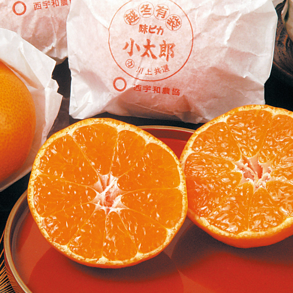 愛媛・西宇和川上産 「小太郎みかん」30玉【1月中旬〜1月下旬頃お届け】