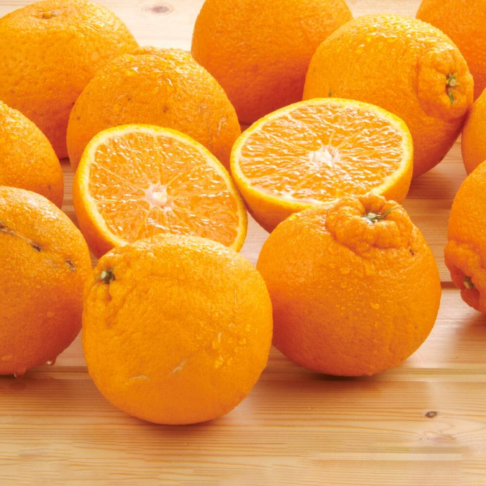 熊本産　屋根掛け　「デコポン」　5㎏