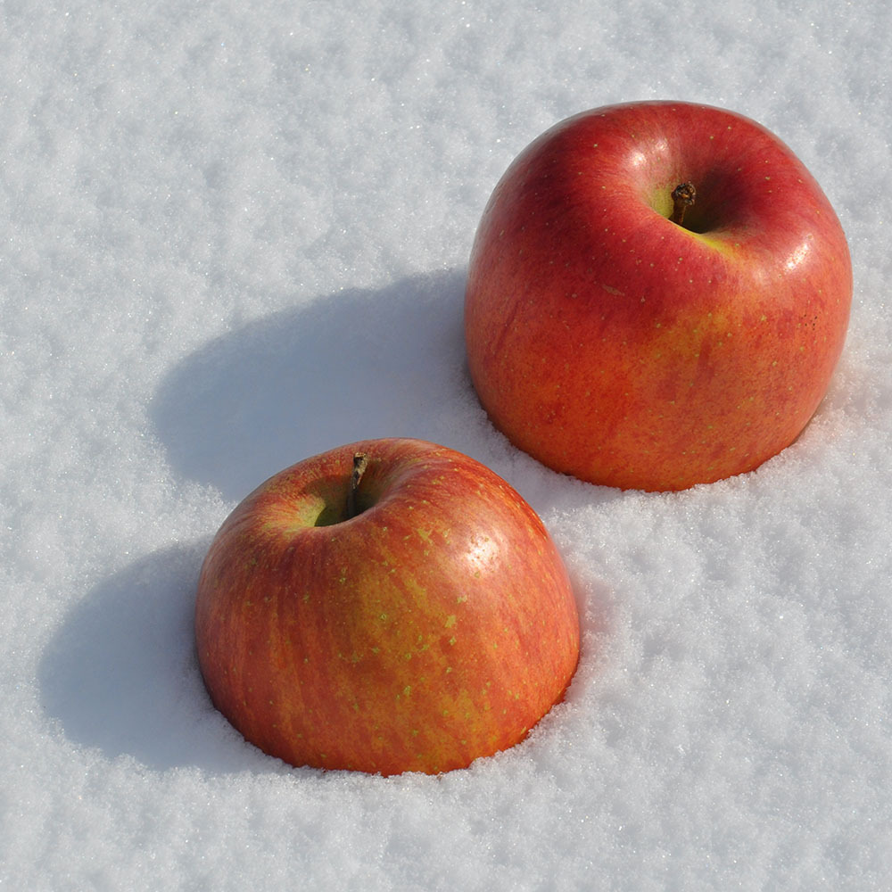 山形産 雪室りんご 「サンふじ（小玉）」 5kg【1月下旬〜2月上旬頃お届け】