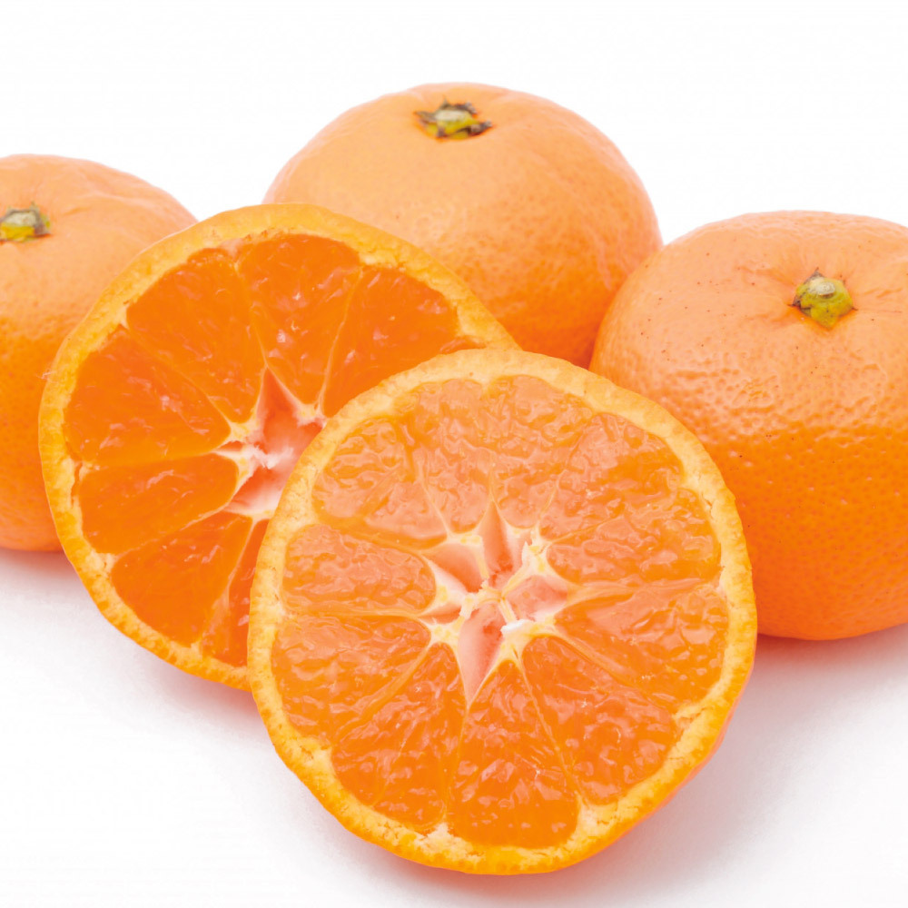 ワケあり愛媛・宇和島産 温州みかん 5kg【12月上旬〜1月上旬頃お届け】