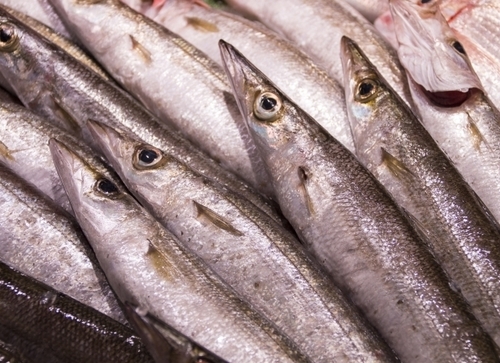 カマスとはどんな魚?味は美味しい?塩焼きなどの調理法や食べ方・レシピを紹介!| ちそう