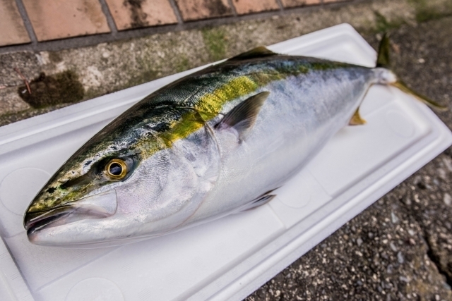 出世魚 ブリ の名前の変化と順番は 成長過程 地域別に比較して紹介 ちそう