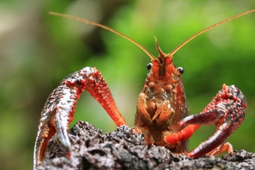 ザリガニの食べ方や味わいは 泥抜き 寄生虫など食べる際の注意点も紹介 ちそう