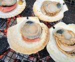 ホタテの黒い部分 ウロ は食べれる 加熱でok 取り方や黒い筋 線の正体も紹介 ちそう