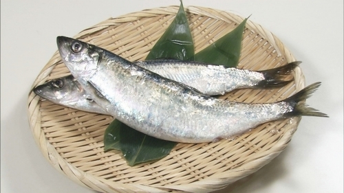 ニシンとは?味がまずい魚なの?栄養価や美味しい食べ方など紹介!| ちそう
