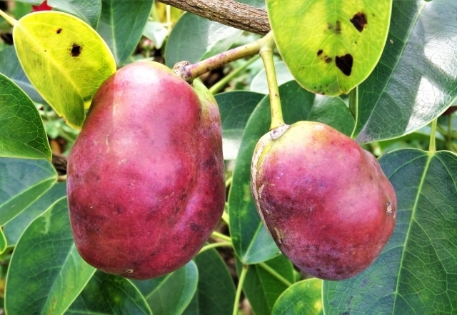 果物 ムベ とは アケビと違いは 味わいや実 皮の食べ方をレシピとともに紹介 ちそう