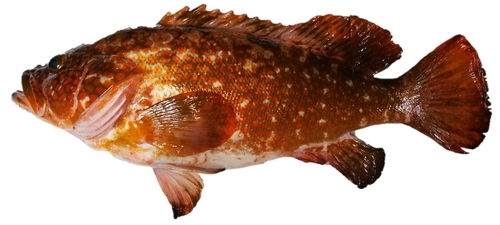 高級魚「ハタ(マハタ)」とは?クエとの違いは?旬・値段や食べ方も紹介!| ちそう