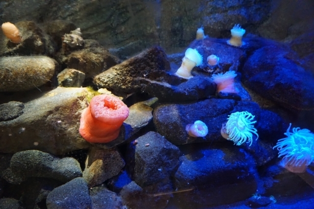 イソギンチャクを食べる地域がある 食用なの 味わい 食感や食べ方も紹介 ちそう