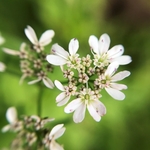 パクチーの花は食べられる 咲いてしまった時の対処法や活用レシピも紹介 ちそう