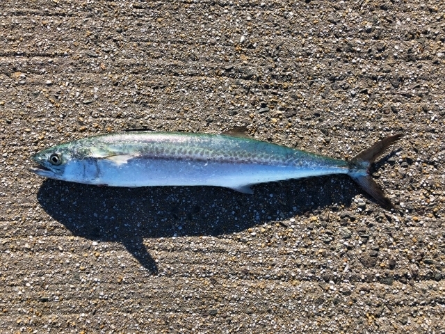 サゴシがまずい 臭いのは 締め方と血抜き が原因 美味しく食べる方法も紹介 ちそう