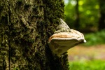 サルノコシカケは毒性あり 食べるのng 見分け方や種類など紹介 ちそう