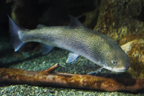 幻の魚「イトウ」とは?味や大きさは?刺身など美味しい料理・食べ方と紹介!| ちそう