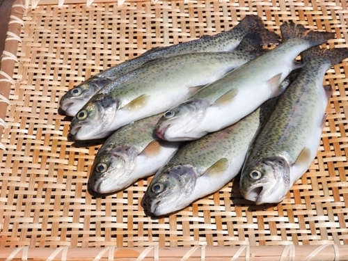マスとはどんな魚?サケ・サーモンとの違いは?種類や英語での呼び方も!| ちそう