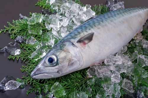 鯖のタンパク質量は?100g・一切れ・半身だと?塩鯖・焼き鯖の場合やカロリーも紹介!| ちそう